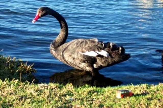 31 black swans